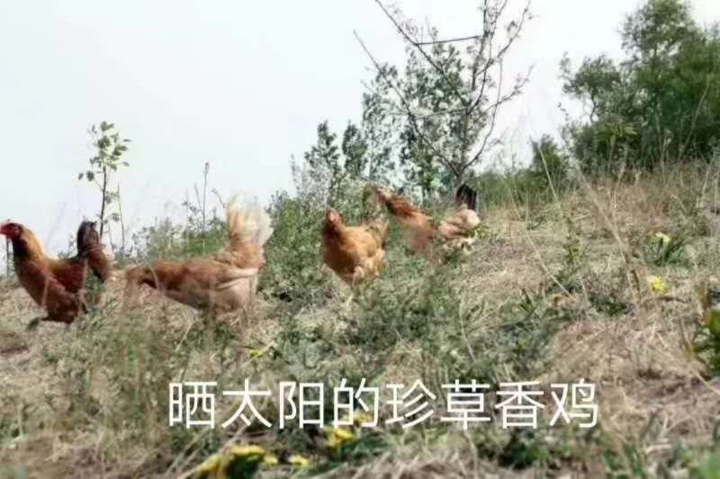 【东北有好货】珍草香散养小笨鸡，不打抗生素，不喂食饲料