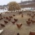 【东北有好货】珍草香散养小笨鸡，不打抗生素，不喂食饲料