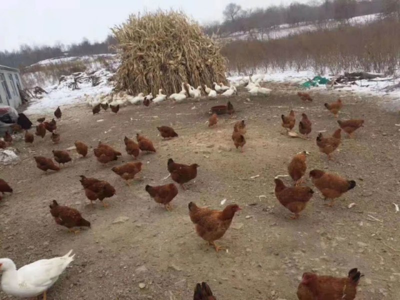 【东北有好货】珍草香散养小笨鸡，不打抗生素，不喂食饲料