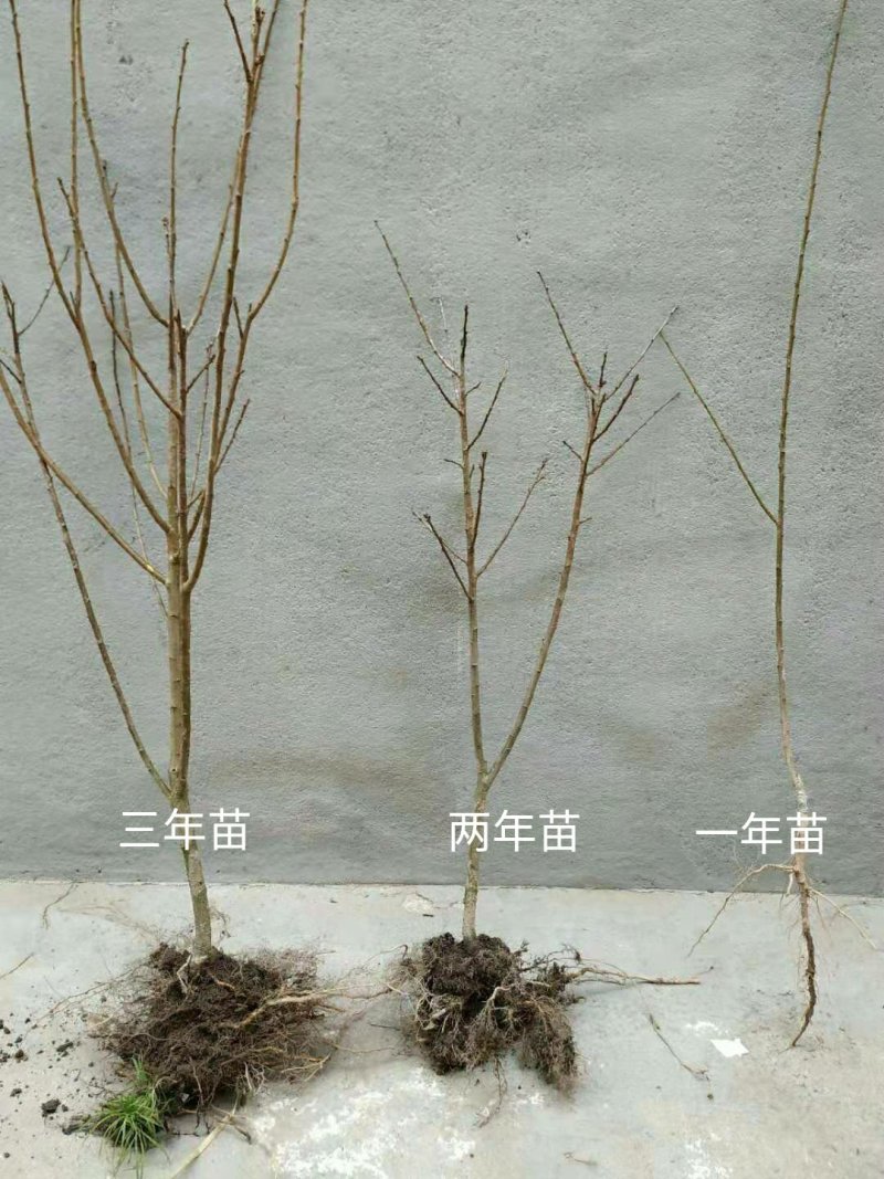 正宗嵊州桃形嫁接李子苗原产地自产自销
