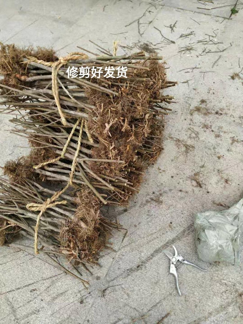 正宗嵊州桃形李嫁接一年苗桃形李苗李子苗南北方种植