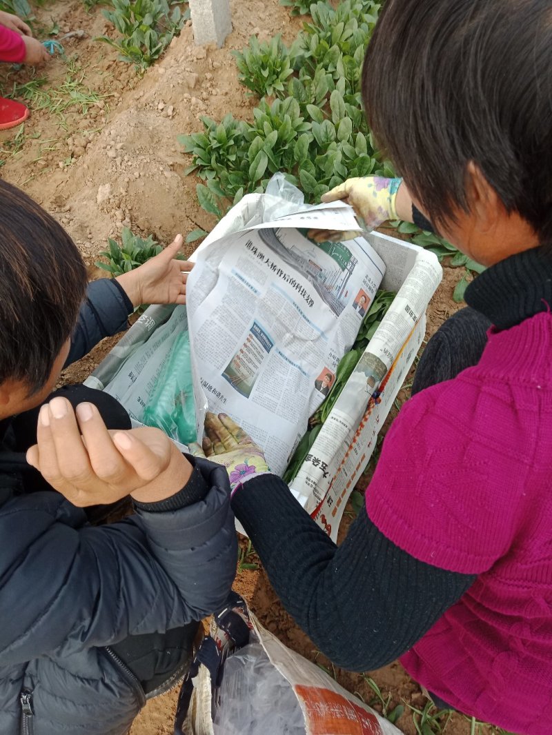 大叶菠菜上市中一级货源保证质量代发全国各地质量好价格低