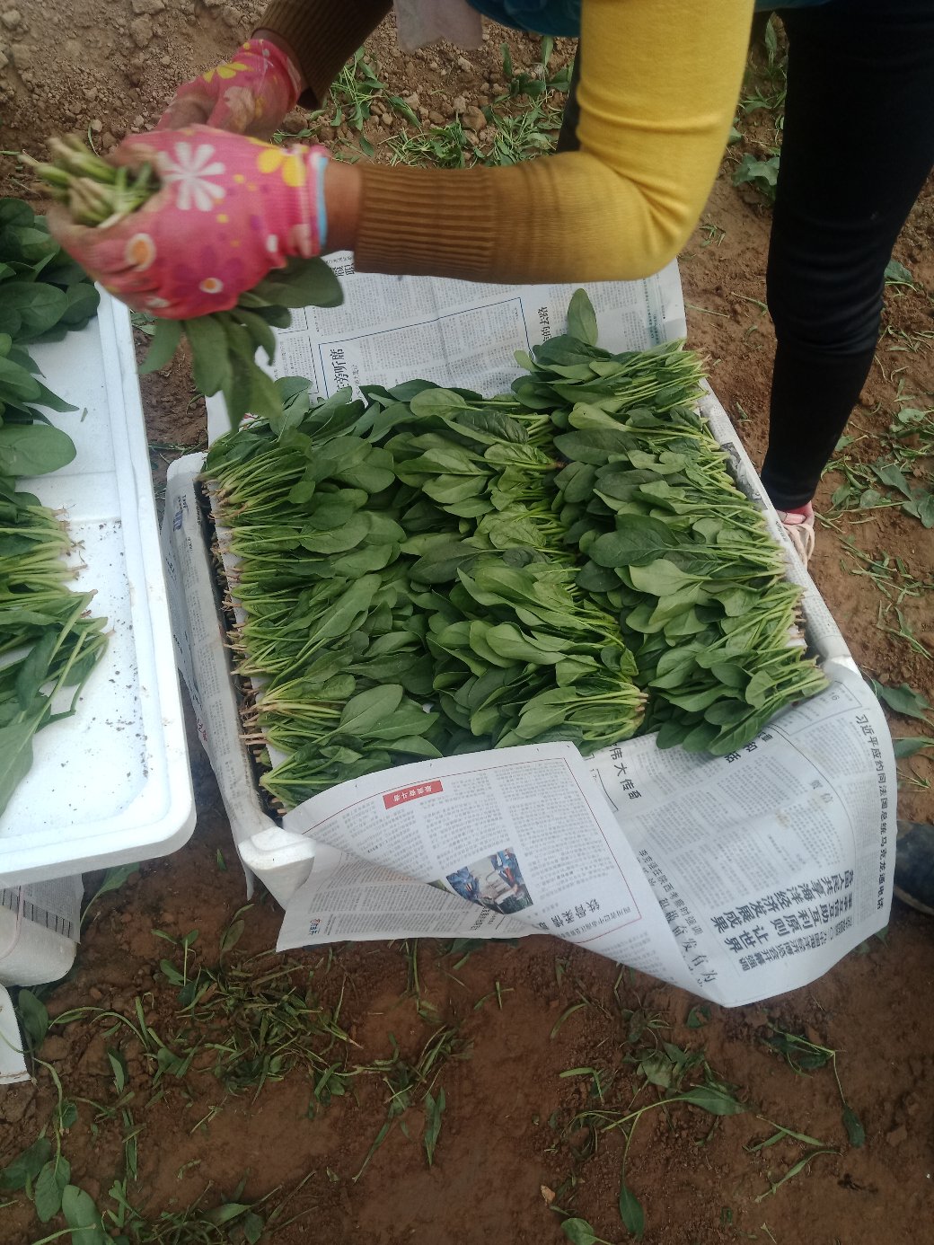 万亩菠菜大量上市中 质量好 一级货源 支持全国代发