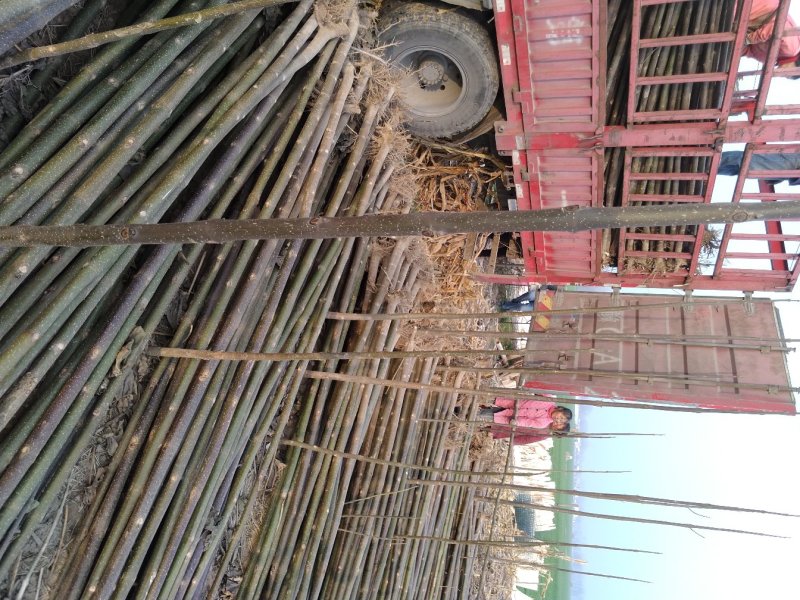 泡桐树苗泡桐树根泡桐根桩苗泡桐全系列供应