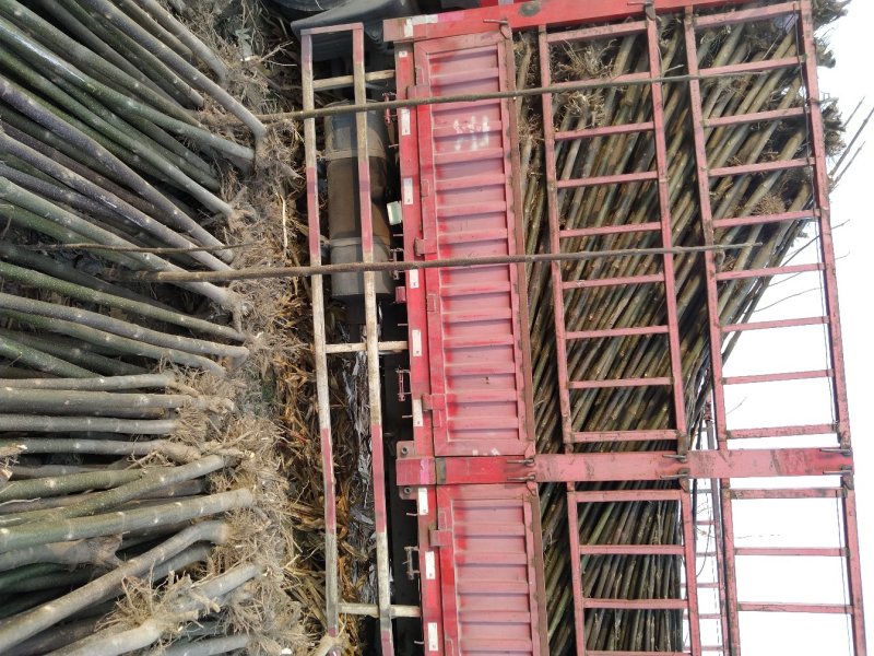 泡桐树苗泡桐树根泡桐根桩苗泡桐全系列供应