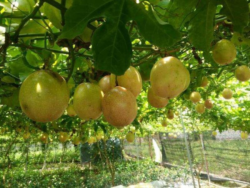 蜂蜜味黄金百香果苗芭乐味维密味黄金百香果树苗包邮