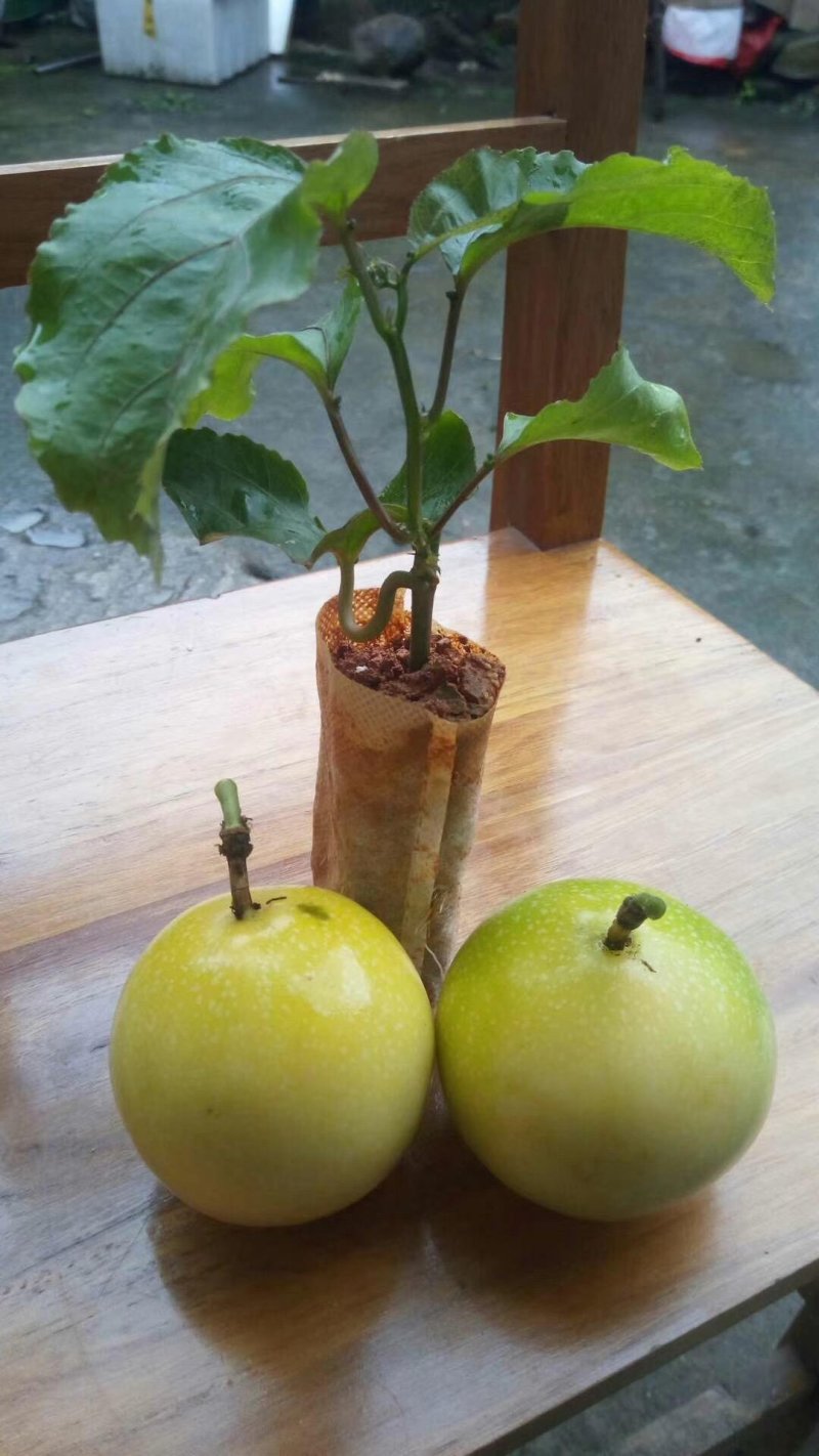蜂蜜味黄金百香果苗芭乐味维密味黄金百香果树苗包邮