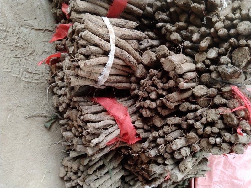 泡桐树苗泡桐树根泡桐根桩苗泡桐全系列供应