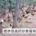 【东北有好货】珍草香散养小笨鸡，不打抗生素，不喂食饲料