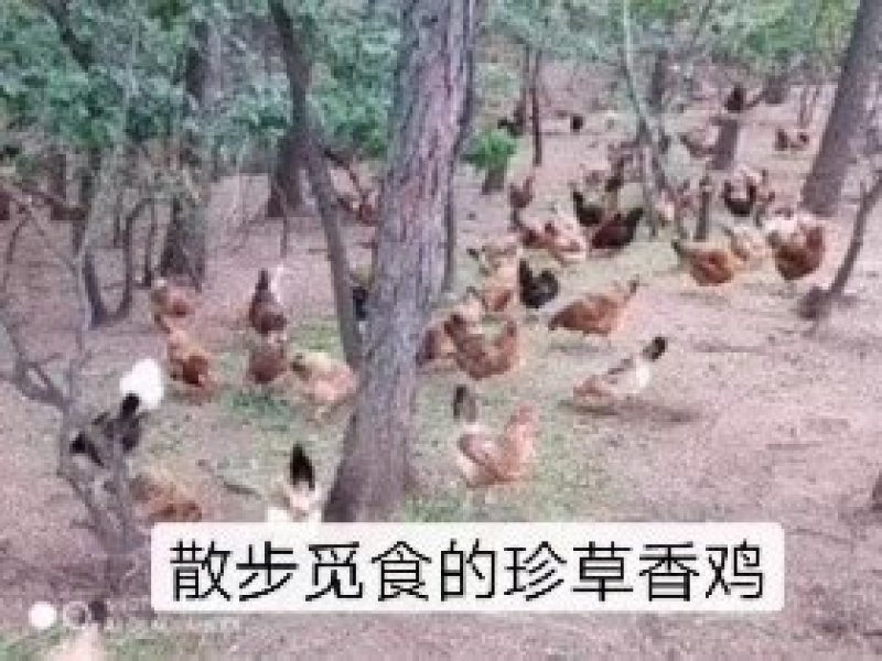 【东北有好货】珍草香散养小笨鸡，不打抗生素，不喂食饲料