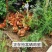 【东北有好货】珍草香散养小笨鸡，不打抗生素，不喂食饲料