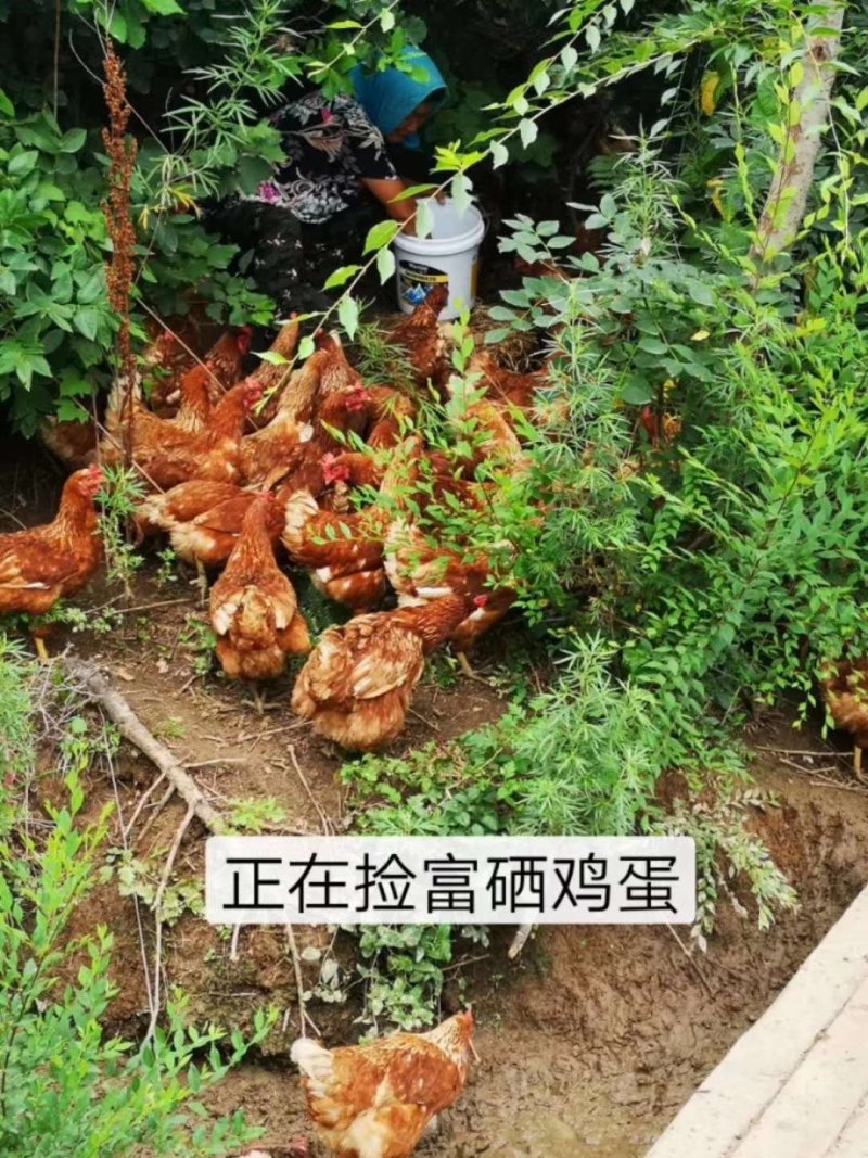 【东北有好货】珍草香散养小笨鸡，不打抗生素，不喂食饲料