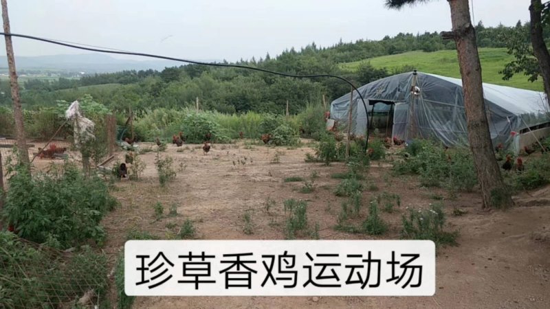 【东北有好货】珍草香散养小笨鸡，不打抗生素，不喂食饲料