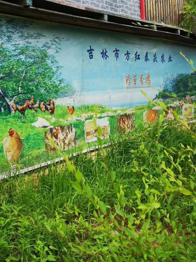 【东北有好货】珍草香散养小笨鸡，不打抗生素，不喂食饲料