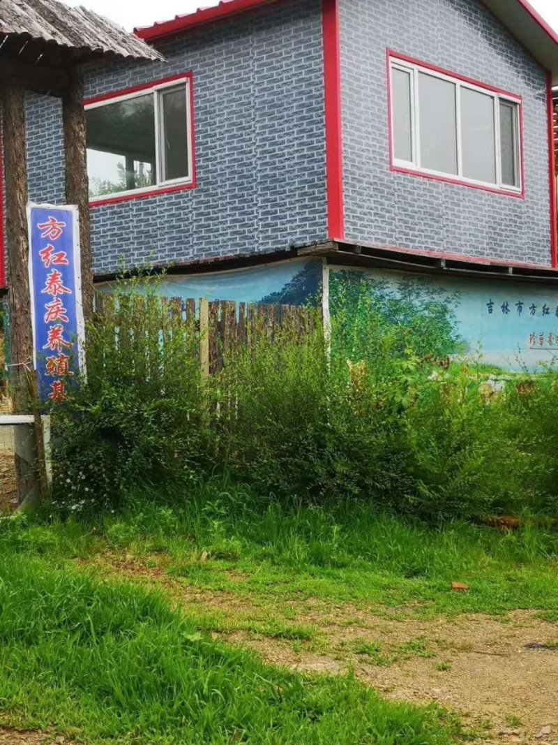 【东北有好货】珍草香散养小笨鸡，不打抗生素，不喂食饲料