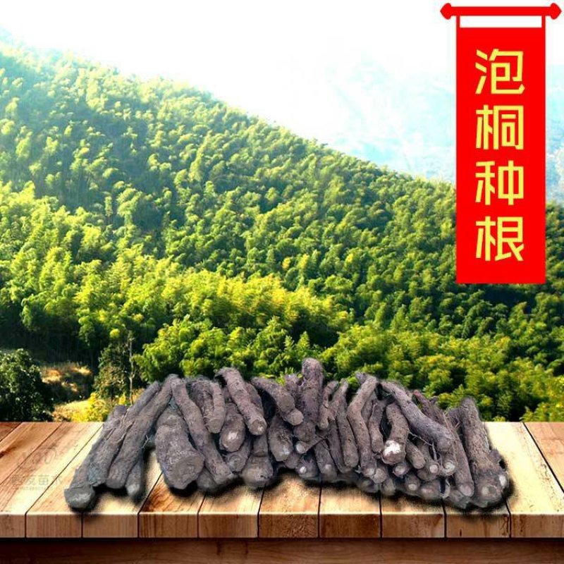 泡桐树苗泡桐树根泡桐根桩苗泡桐全系列供应