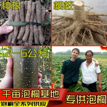 泡桐树苗泡桐树根泡桐根桩苗泡桐全系列供应