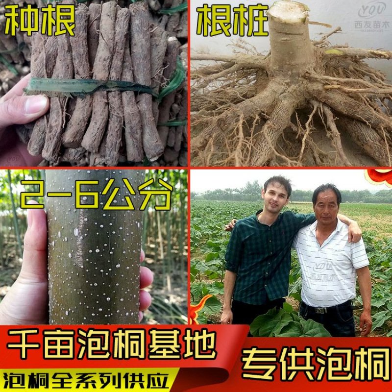 泡桐树苗泡桐树根泡桐根桩苗泡桐全系列供应