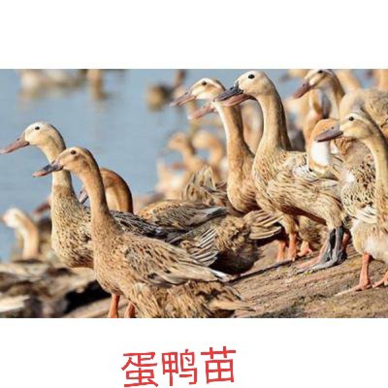 我只卖精品纯种蛋鸭苗，100天开始下蛋，下蛋周期长