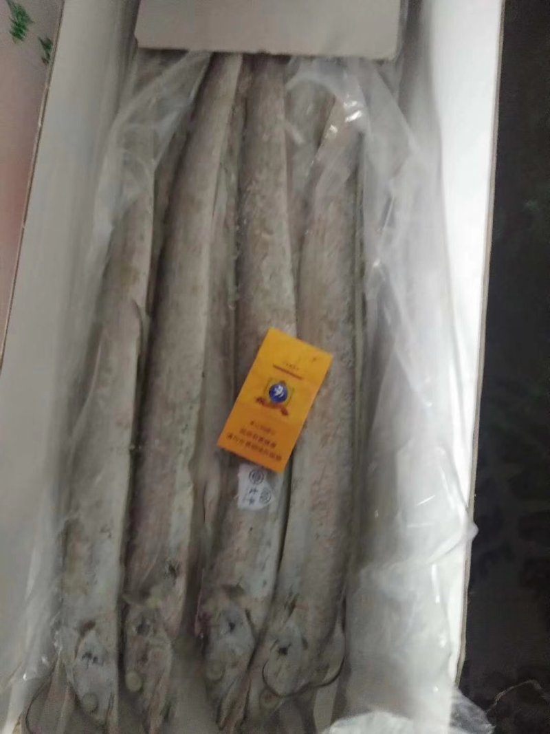 渤海带鱼，北方带鱼，灯光捕捞