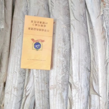 渤海带鱼，北方带鱼，灯光捕捞