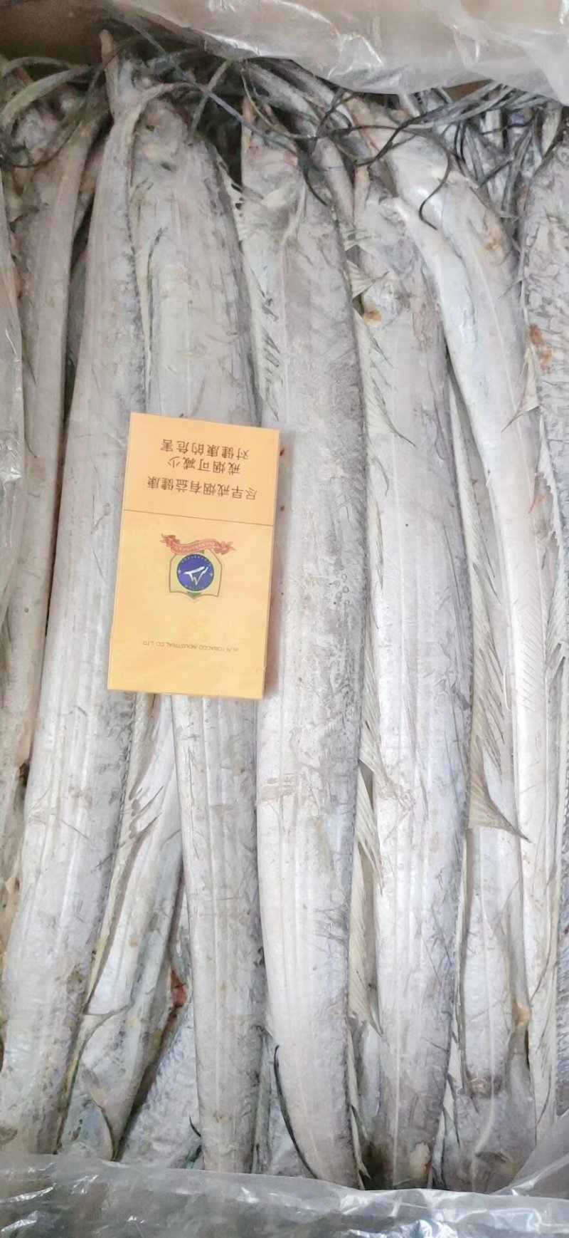 渤海带鱼，北方带鱼，灯光捕捞