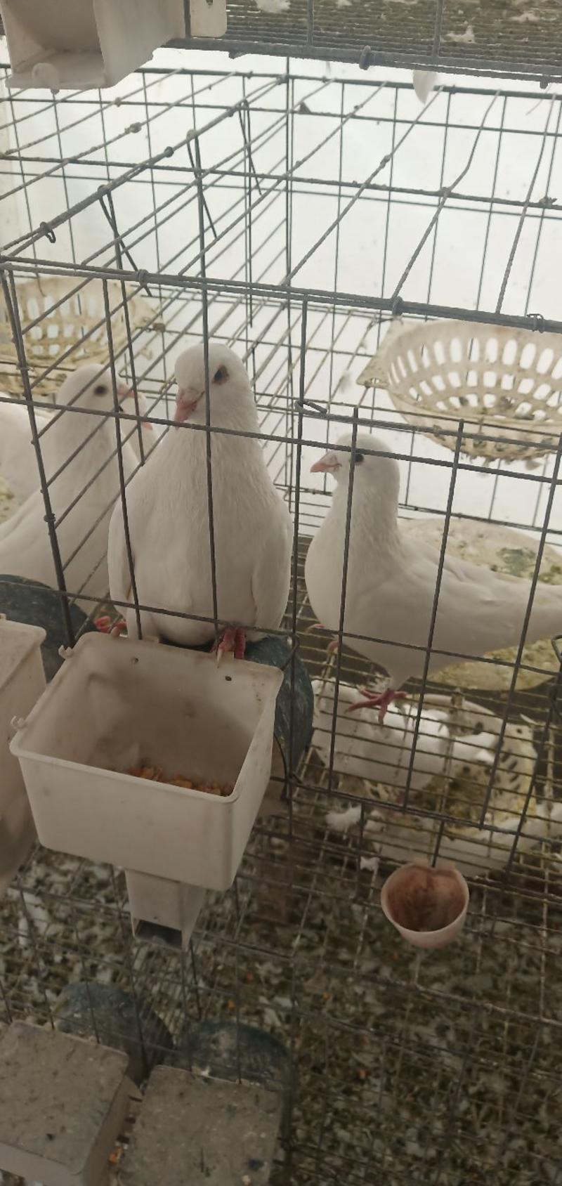 出售肉鸽白羽王，包活包健康，包公母可以线上交易安全有保