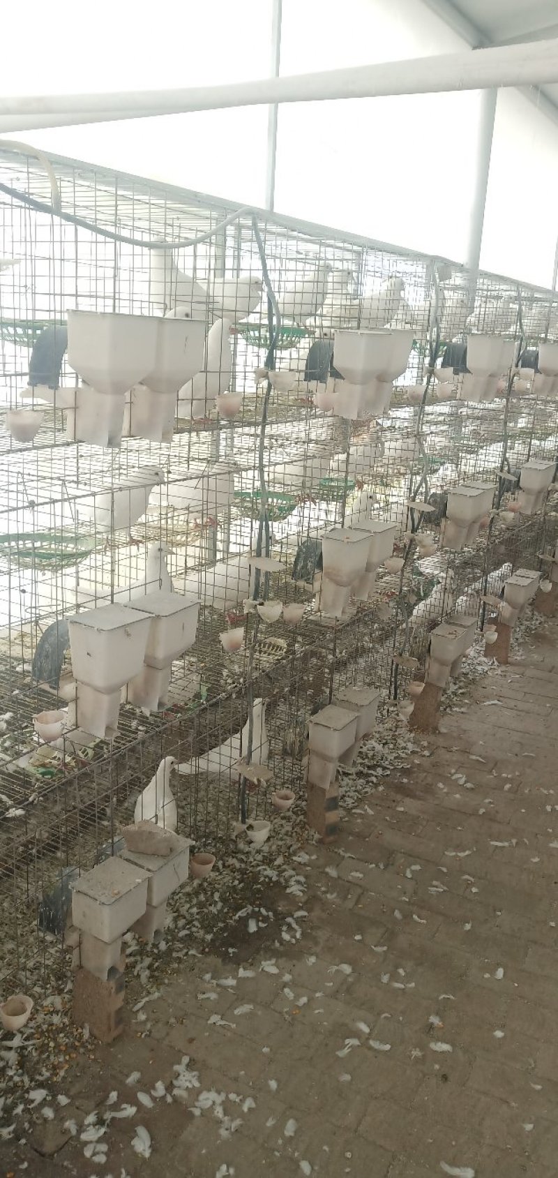 出售肉鸽白羽王，包活包健康，包公母可以线上交易安全有保