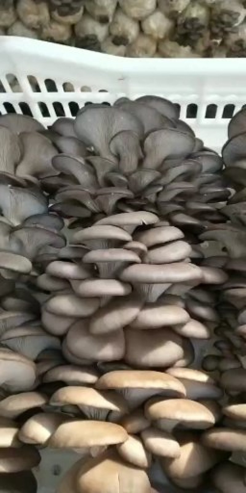 精品套环菇大量上市一手货源