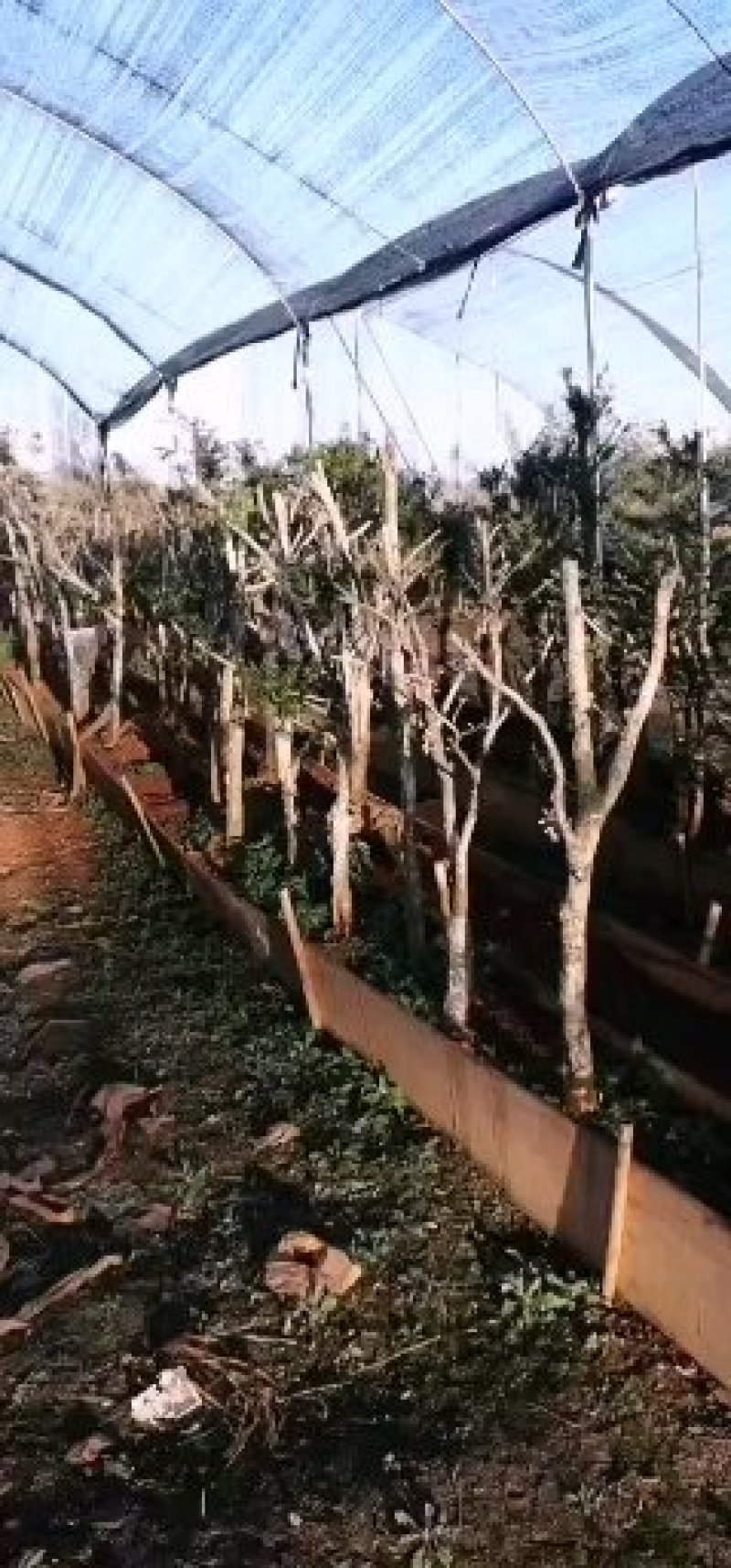 黄杨木黄杨盆景盆栽黄杨地景桩，黄杨老桩黄杨下山桩