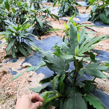 广西正宗五指毛桃种苗一手货源自产自销量大从优