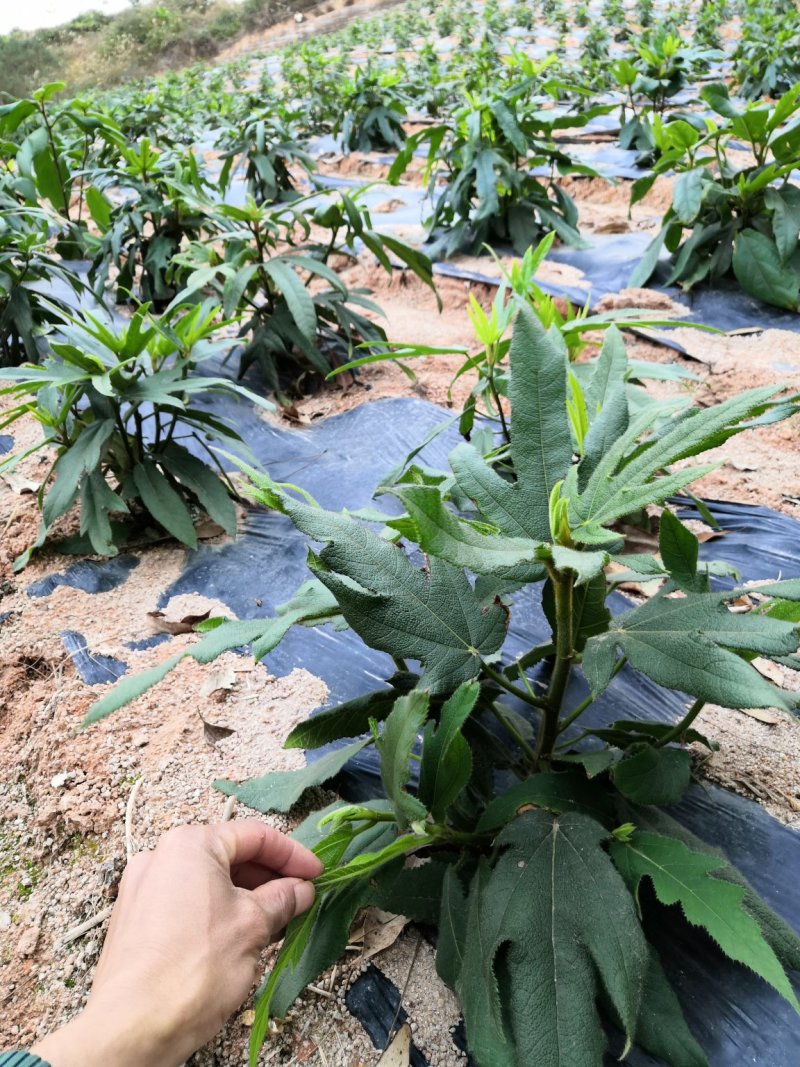 广西正宗五指毛桃种苗一手货源自产自销量大从优
