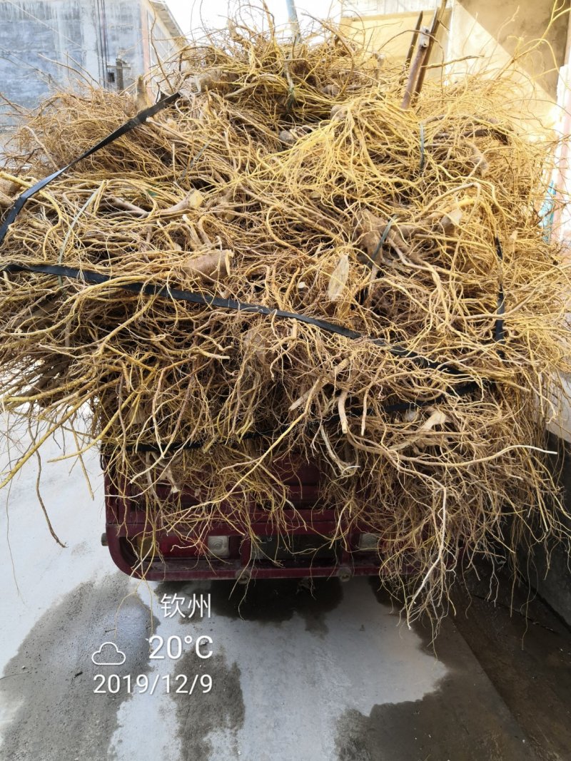 五指毛桃发家致富好项目，种植中药材五指毛桃苗是不错的选择