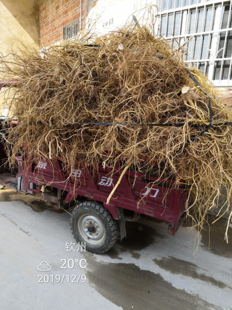 五指毛桃发家致富好项目，种植中药材五指毛桃苗是不错的选择