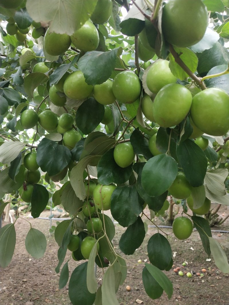 湛江雷州青枣