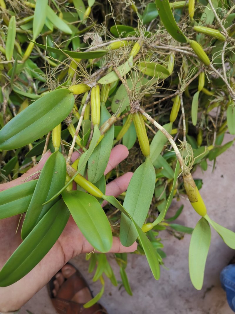 〔推荐〕石橄榄，中药材基地，一手货源，品质保证，合作共赢