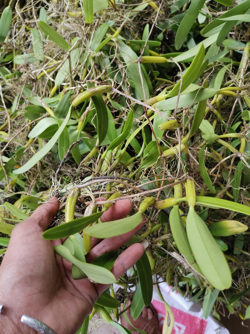〔推荐〕石橄榄，中药材基地，一手货源，品质保证，合作共赢