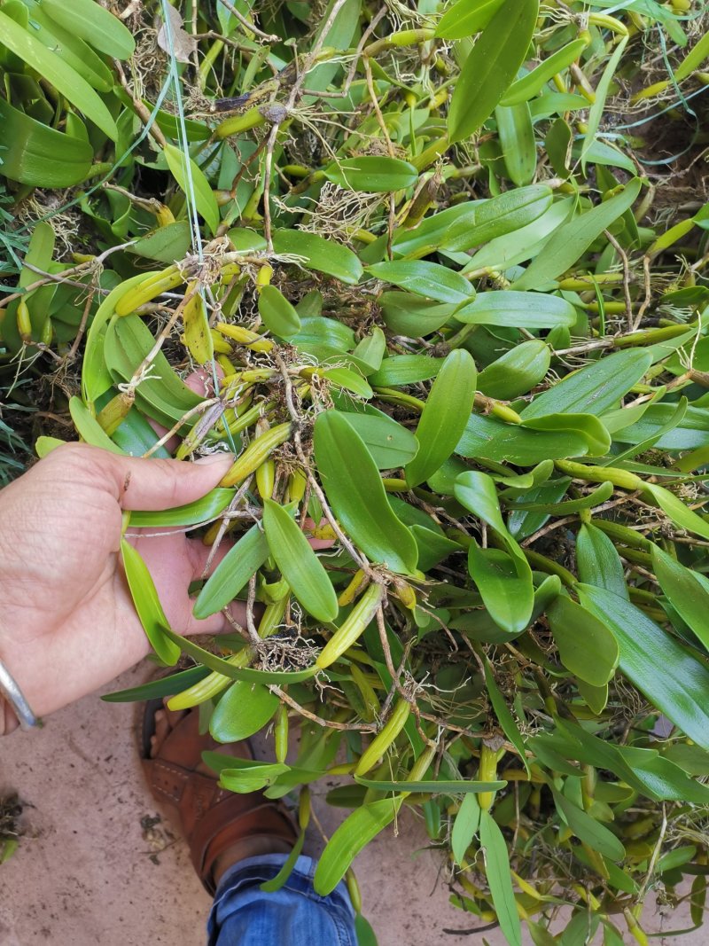 〔推荐〕石橄榄，中药材基地，一手货源，品质保证，合作共赢