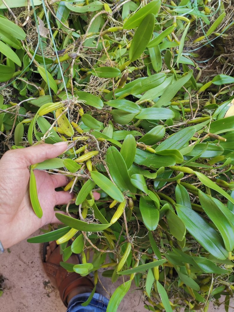 〔推荐〕石橄榄，中药材基地，一手货源，品质保证，合作共赢