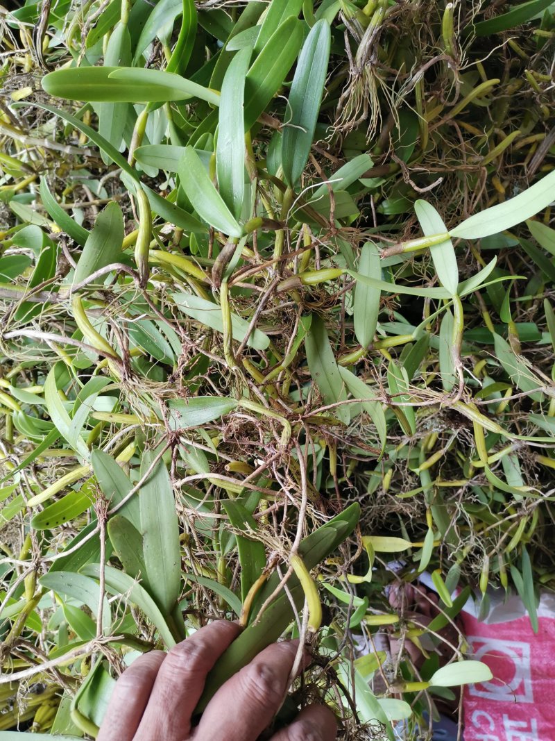 〔推荐〕石橄榄，中药材基地，一手货源，品质保证，合作共赢