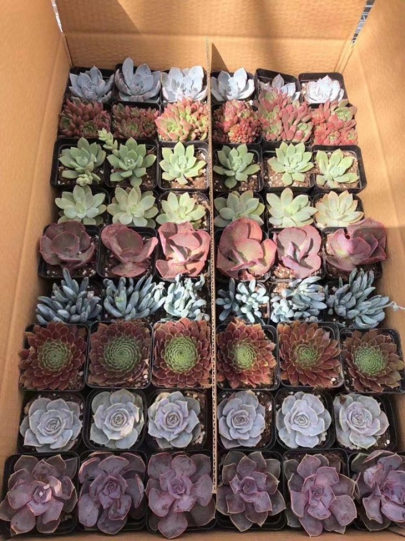 多肉批发整件状态好