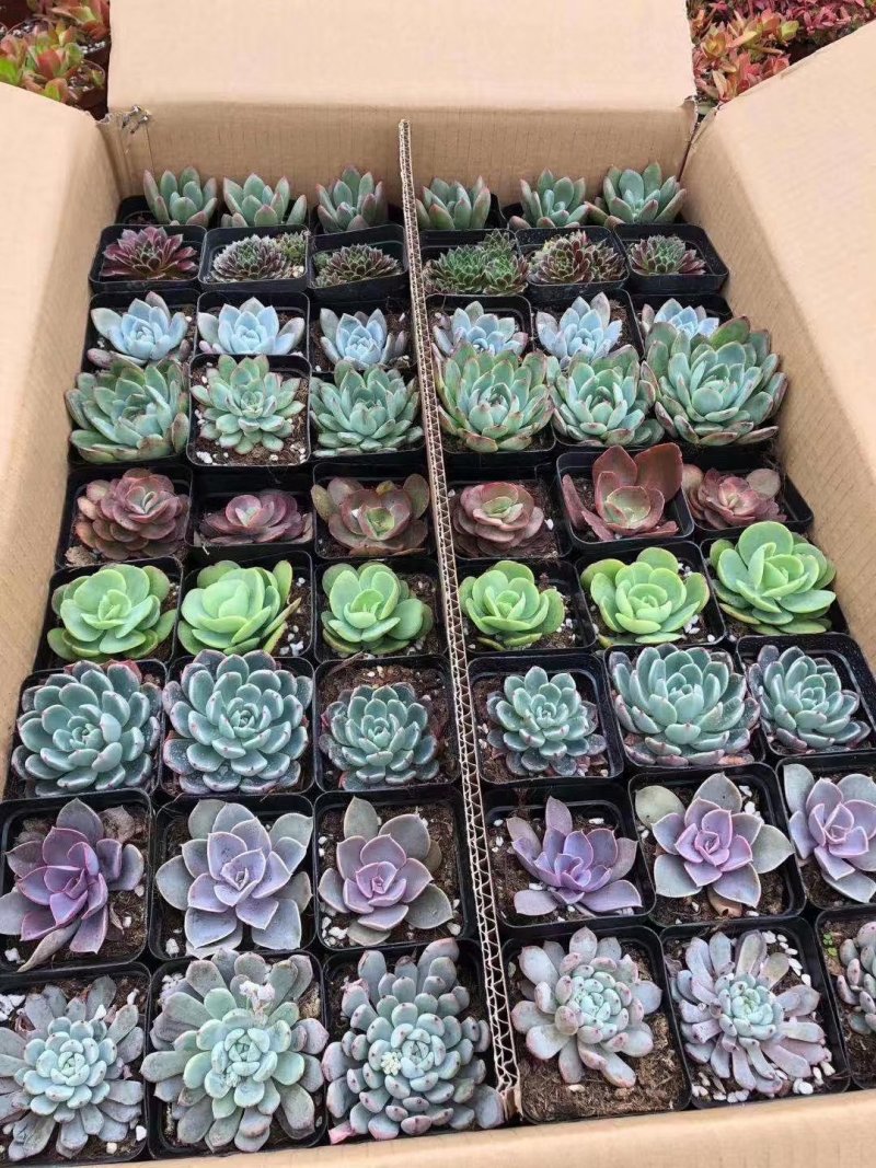 多肉批发整件状态好