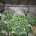 夏邑县大棚薄皮301鲜辣椒，10万亩，代收代发全国各地，