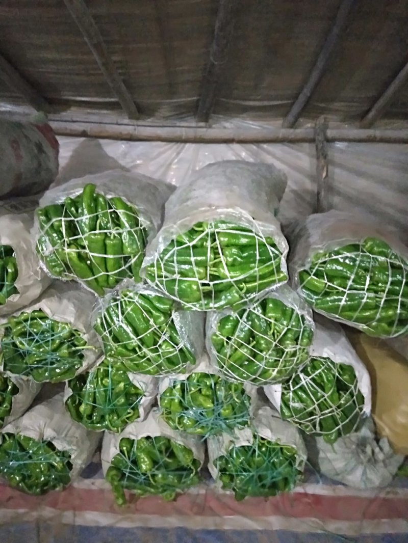 夏邑县大棚薄皮301鲜辣椒，10万亩，代收代发全国各地，