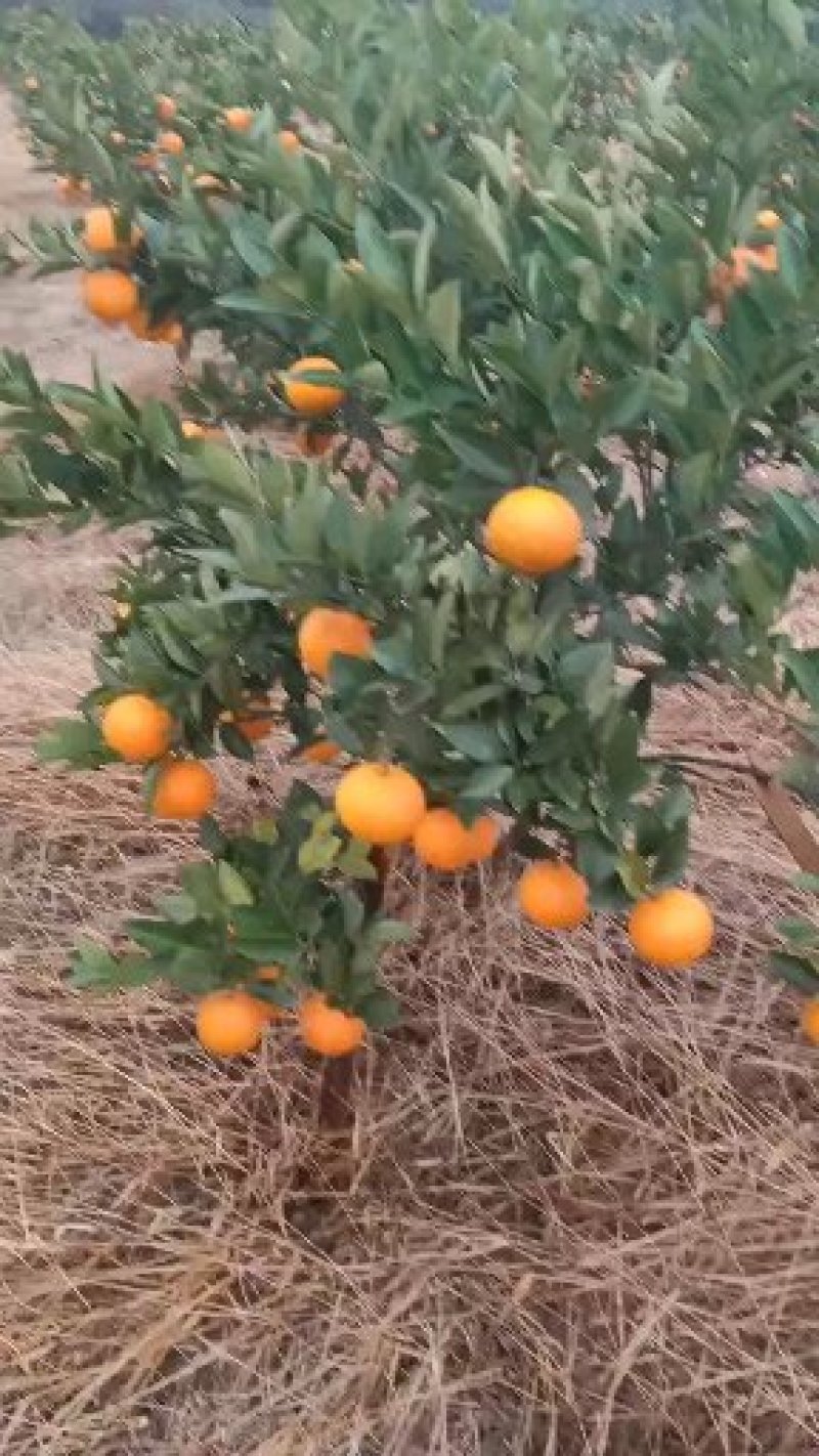 甜橙