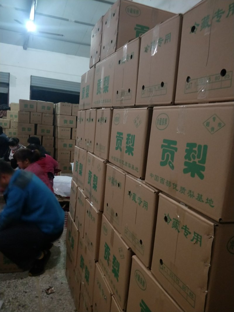 陕西省蒲城县，优质酥梨皮薄，核小，口感佳
