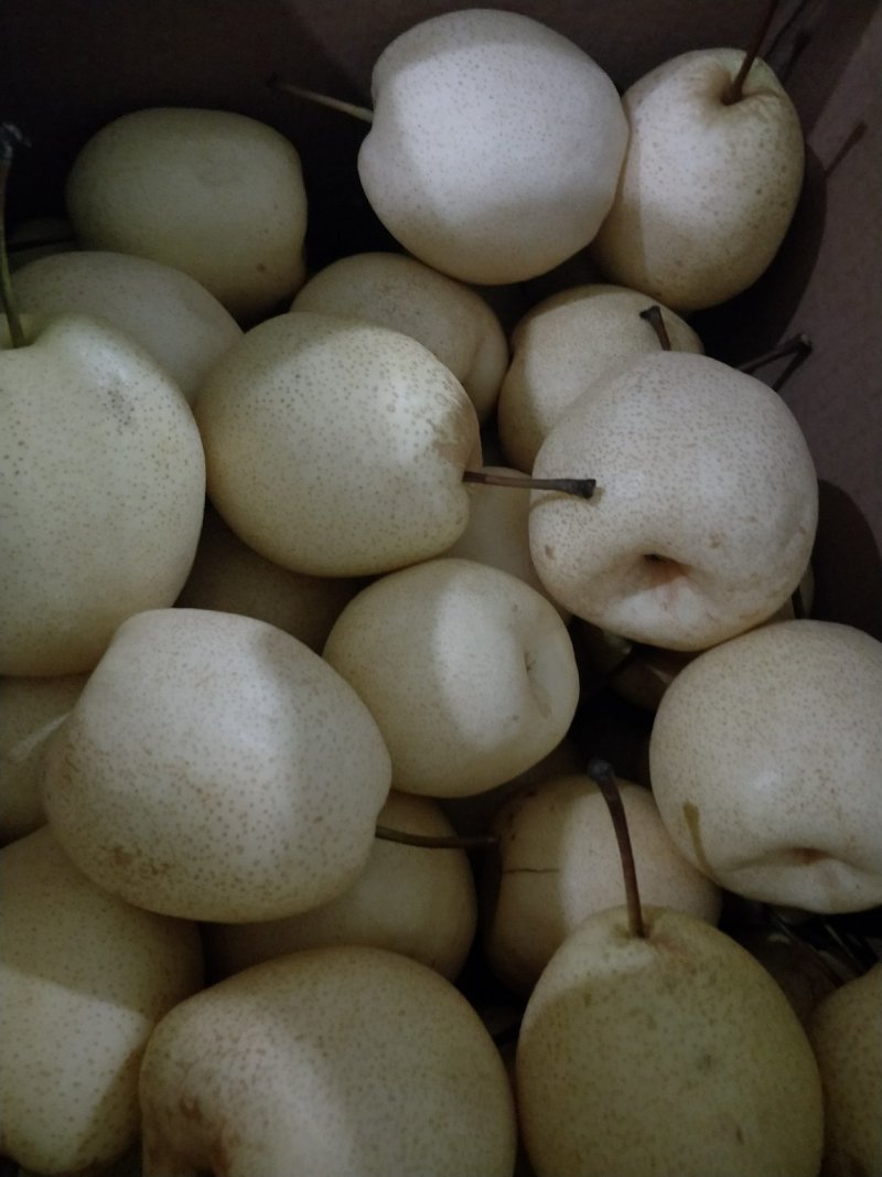 陕西省蒲城县，优质酥梨皮薄，核小，口感佳