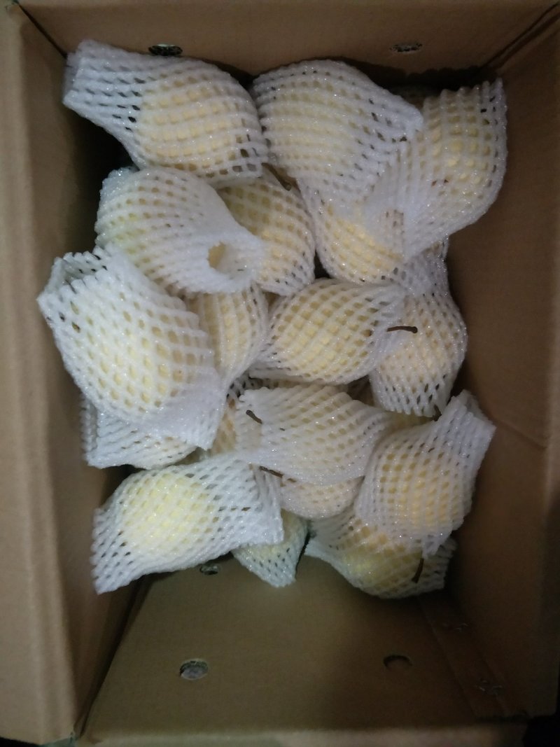 陕西省蒲城县，优质酥梨皮薄，核小，口感佳