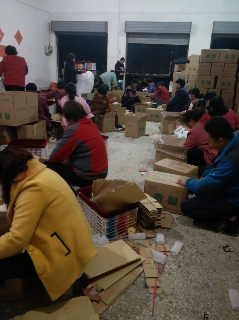 陕西省蒲城县，优质酥梨皮薄，核小，口感佳