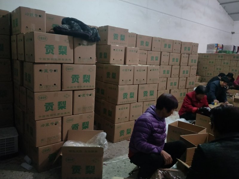 陕西省蒲城县，优质酥梨皮薄，核小，口感佳